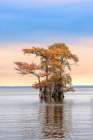 Bald cypress trees and autumn colors at sunrise in southern swamp, Caddo Lake, Texas. Art Print